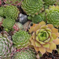 Sempervivum - Dachwurz - Hauswurz